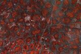 Polished Stromatolite (Collenia) Slab - Minnesota #326050-1